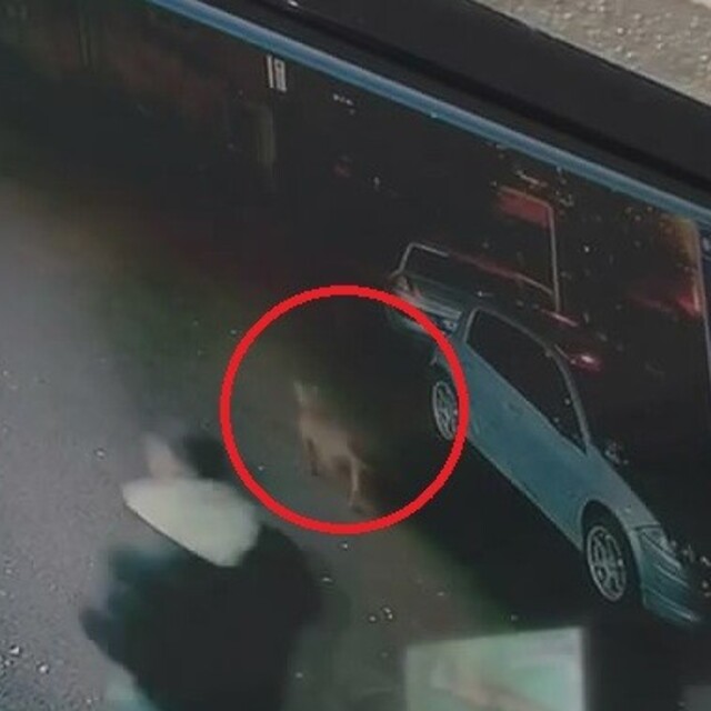 Pitbull iki çocuğu yaraladı