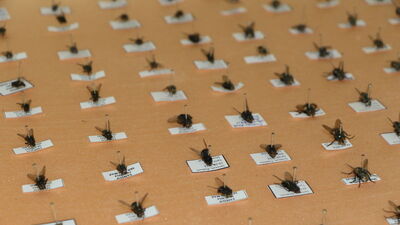 Bahar ayları için 'vektör' uyarısı!