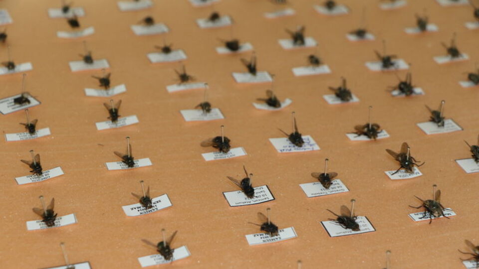 Bahar ayları için 'vektör' uyarısı!