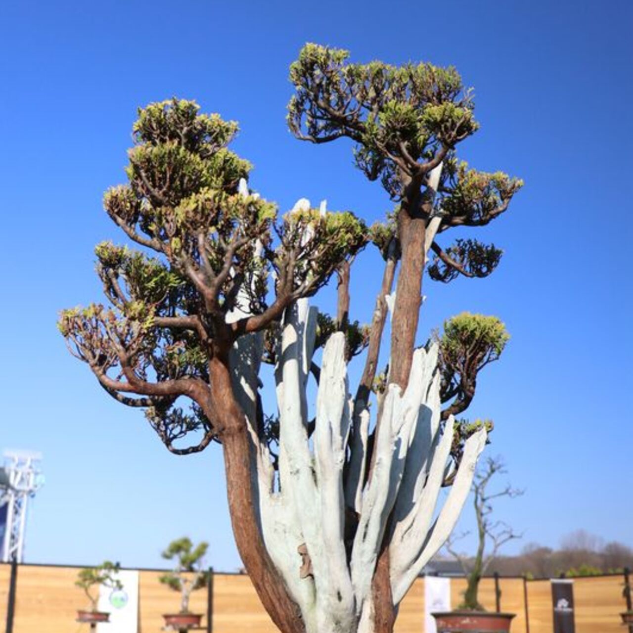 Türkiye'nin ilk bonsai müzesi Yalova'da açıldı