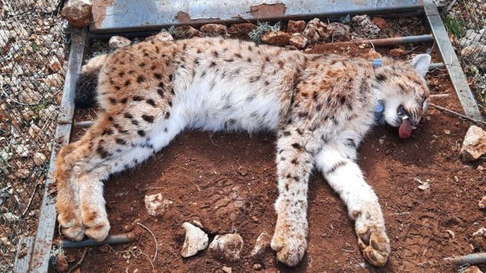 İlk kez uydu verici takıldı