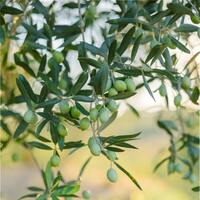 Zeytin ağacı bakımı nasıl yapılır?