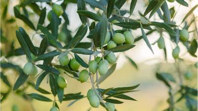 Zeytin ağacı bakımı nasıl yapılır?