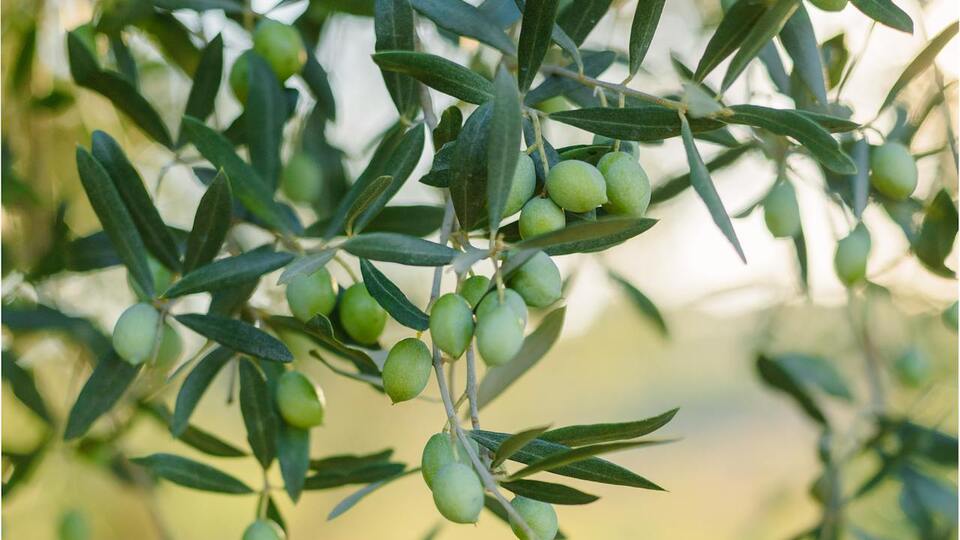 Zeytin ağacı bakımı nasıl yapılır?