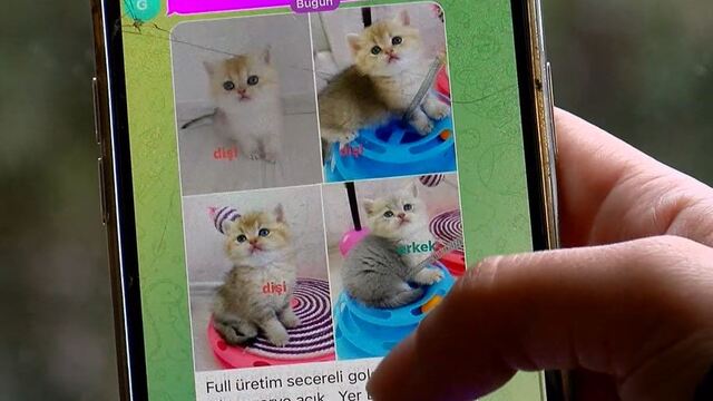 Pet shopta yasaklanan hayvan satışı sosyal medyada arttı