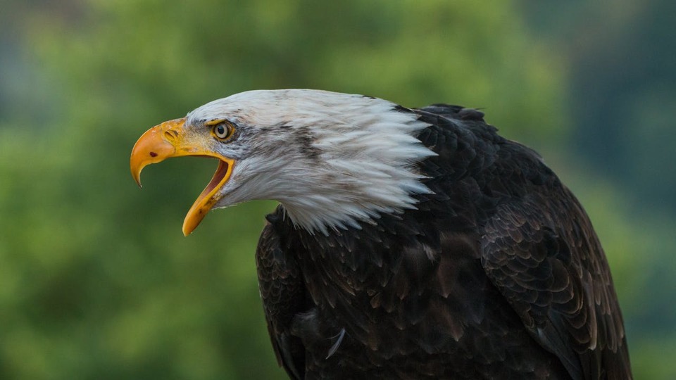 Kartallar kaç yıl yaşar?