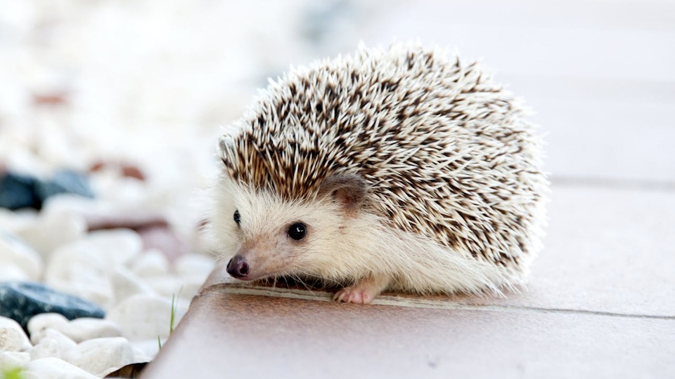 Kirpi kaç yıl yaşar?