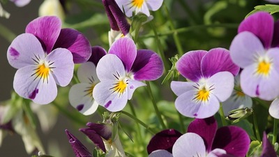 Menekşe bakımı nasıl yapılır?