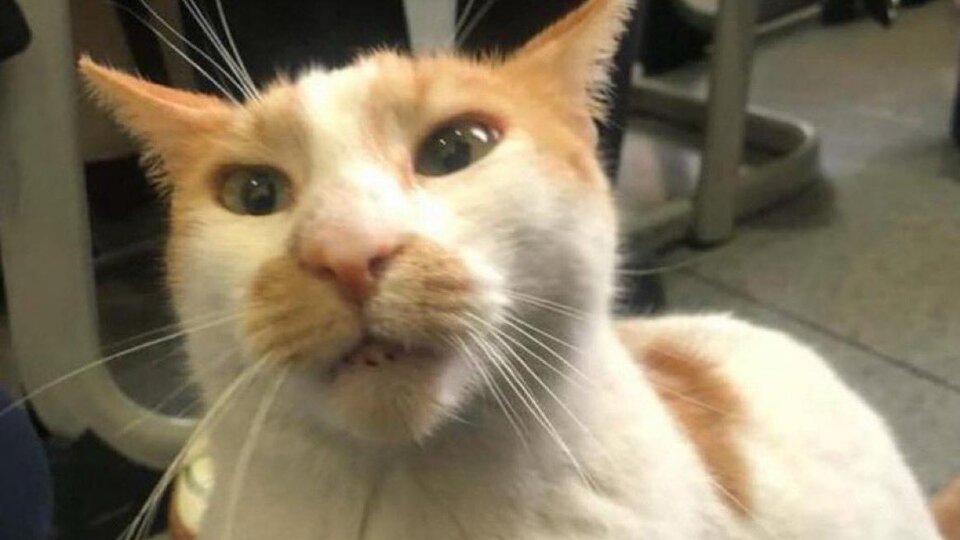 'Kediyi 5'inci kattan attı' iddiası!