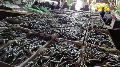 Kaçak avlanan 8 ton istavrit balığına el konuldu