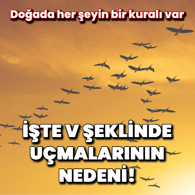 Kuşlar neden V şeklinde uçar?