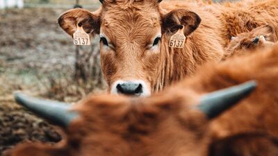 ABD'deki ineklerde kuş gribi tespit edildi