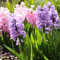 Sümbül bakımı nasıl yapılır?