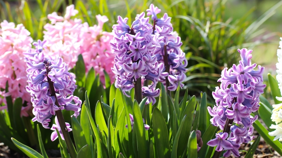 Sümbül bakımı nasıl yapılır?