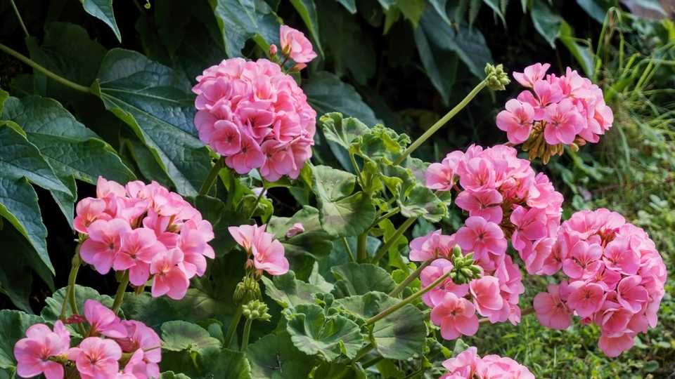 Sardunya bakımı nasıl yapılır?