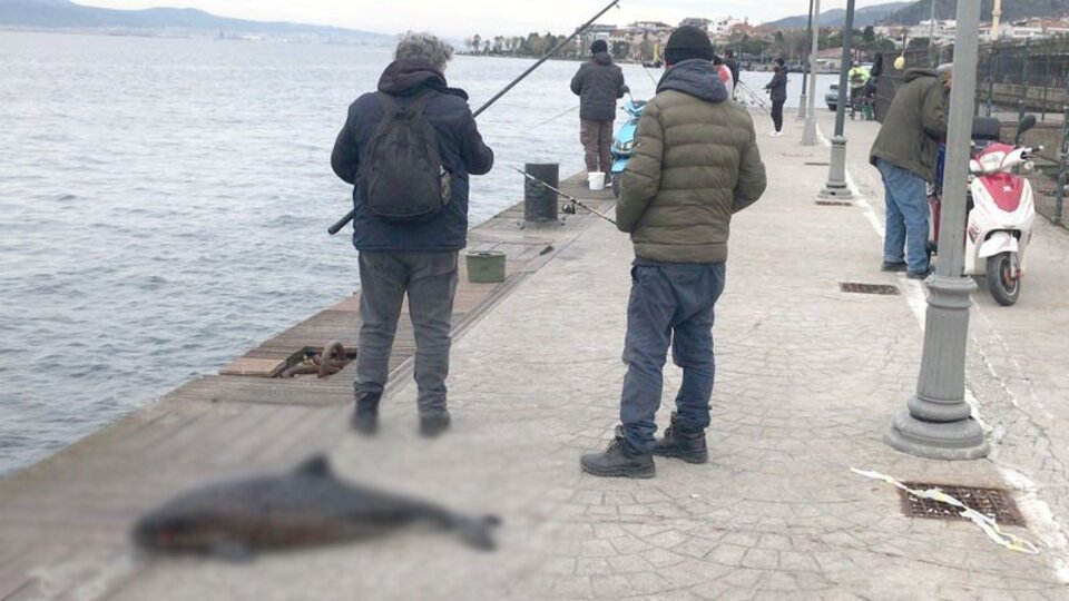 Kocaeli'de denizde ölü yunus bulundu