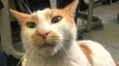 Kediyi okulun 5'inci katından atan üniversite öğrencisi çıktı!