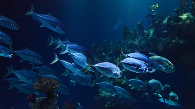 Akvaryum bakımı ve temizliği nasıl yapılır?