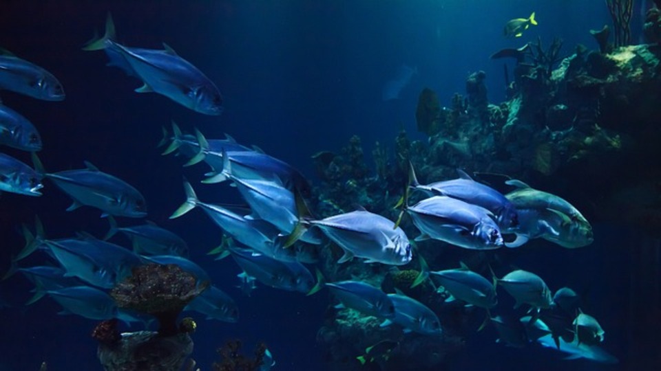 Akvaryum bakımı ve temizliği nasıl yapılır?