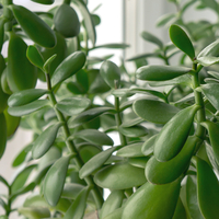 Para çiçeği bakımı nasıl yapılır?