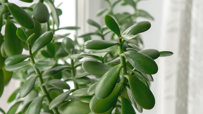 Para çiçeği bakımı nasıl yapılır?