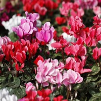 Sıklemen çiçeği bakımı nasıl yapılır?