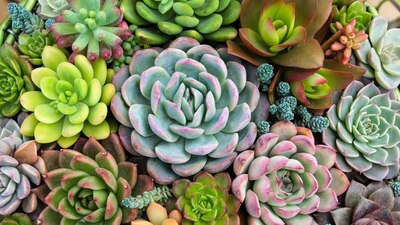 Sukulent bakımı nasıl yapılır?