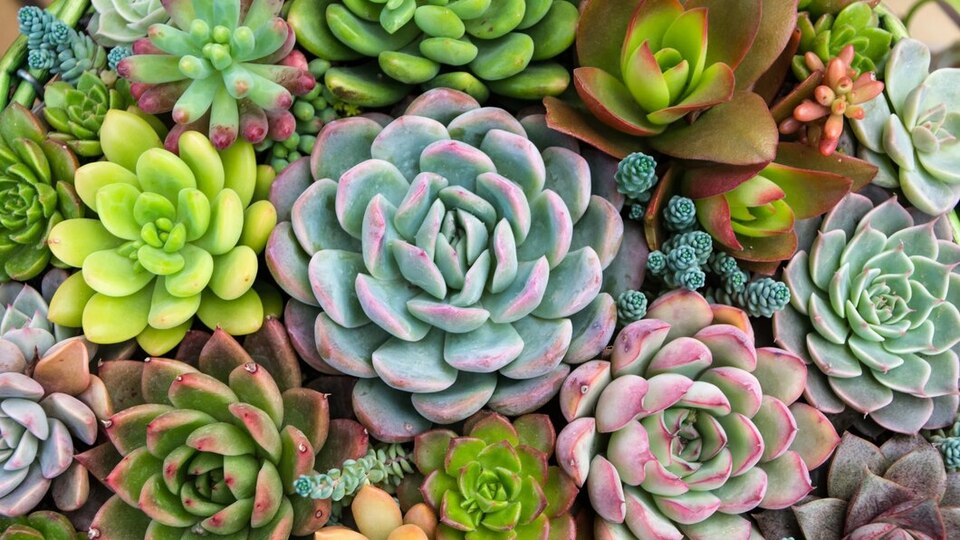 Sukulent bakımı nasıl yapılır?