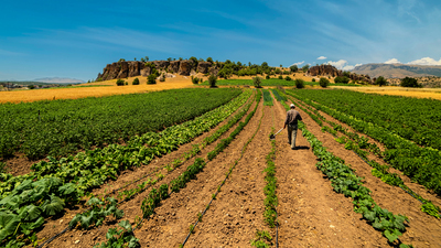 Türkiye tarımda kendine yetiyor mu?