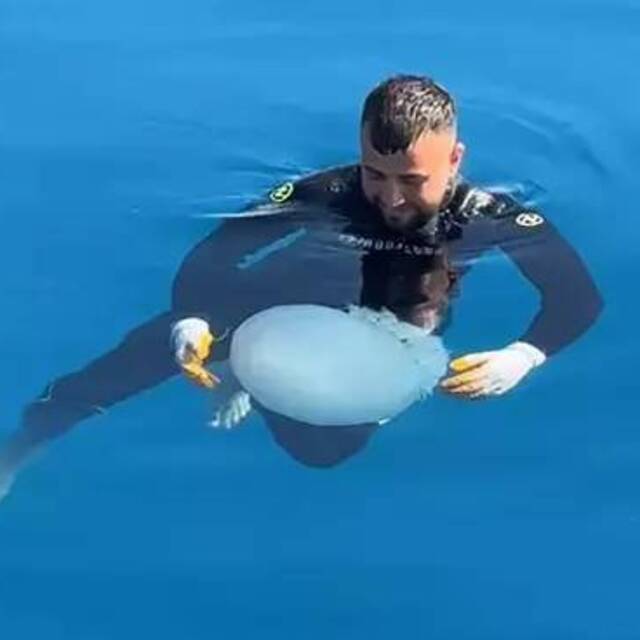 Denizanasıyla dans!