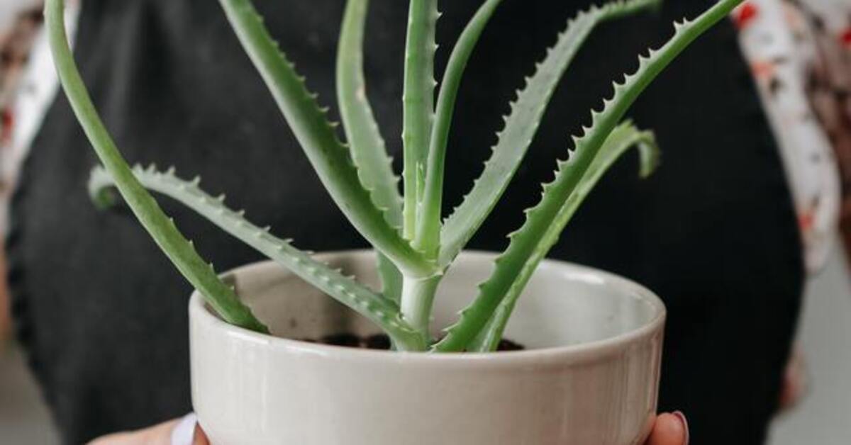 aloe vera leave in hair Aloe Vera Leave In main image 1