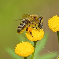 Arı bakımı nasıl yapılır?