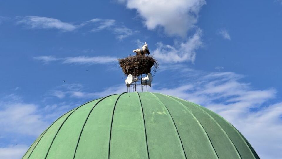 Cami kubbesine taşınan yuva yeniden leyleklerle buluştu