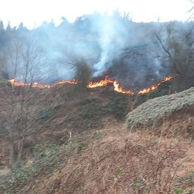 Artvin'de orman yangını söndürüldü