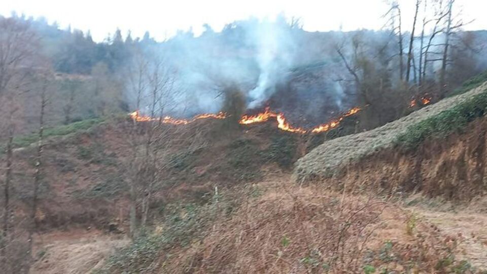 Artvin'de orman yangını söndürüldü