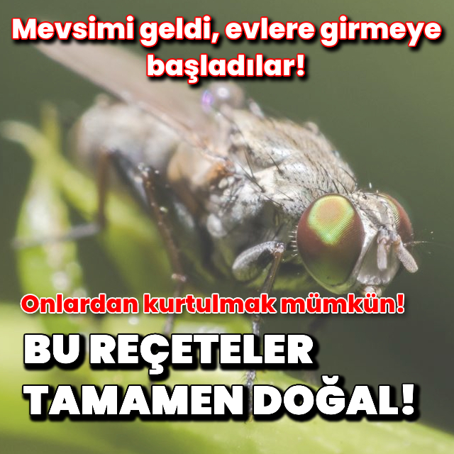 Evinizi karasineklerden kurtarabilirsiniz!