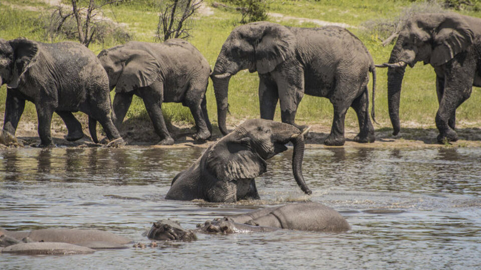 Almanya'ya binlerce fil gönderme tehdidi