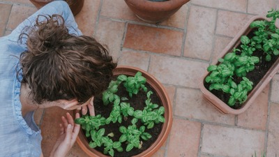 Fesleğen bakımı nasıl yapılır?