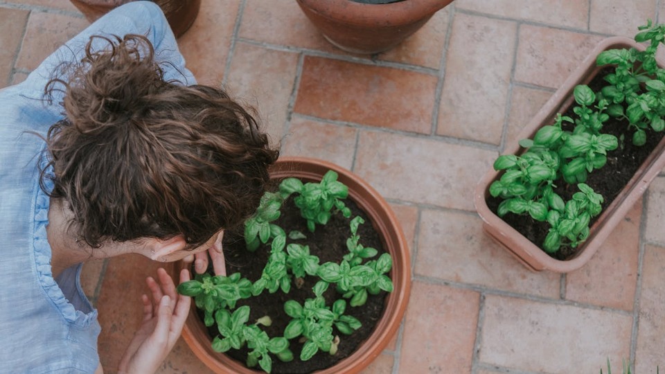 Fesleğen bakımı nasıl yapılır?