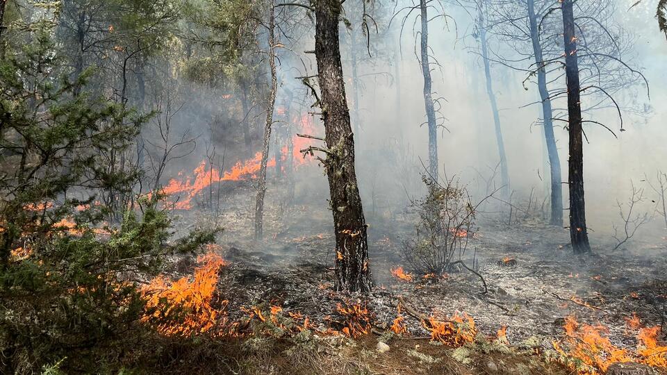 Sinop'ta orman yangını: 5 hektar kül oldu