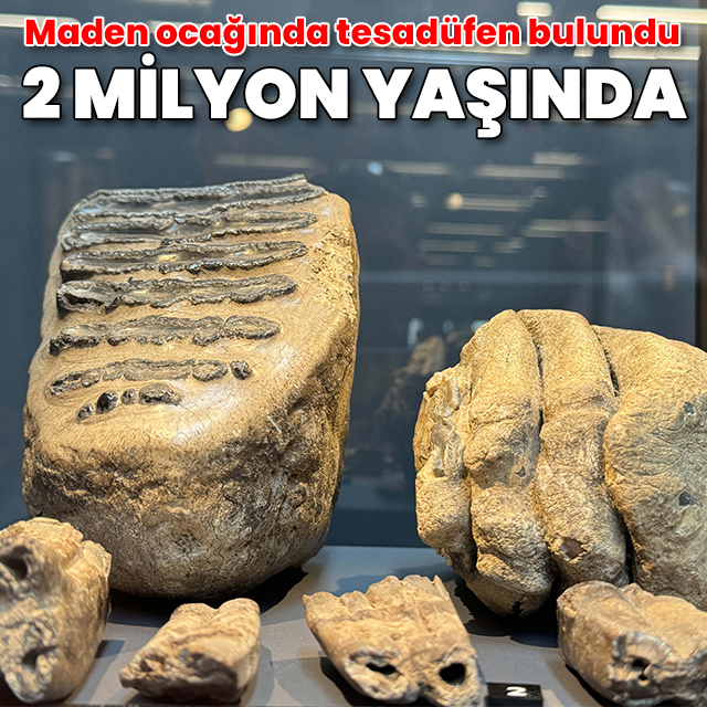 Maden ocağında tesadüfen bulundu: 2 milyon yaşında