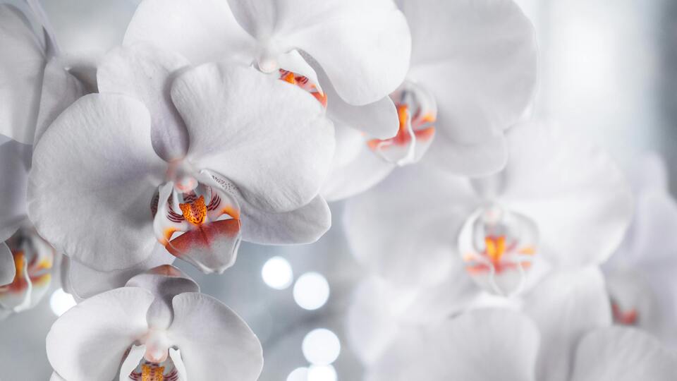 Orkide bakımı nasıl yapılır?