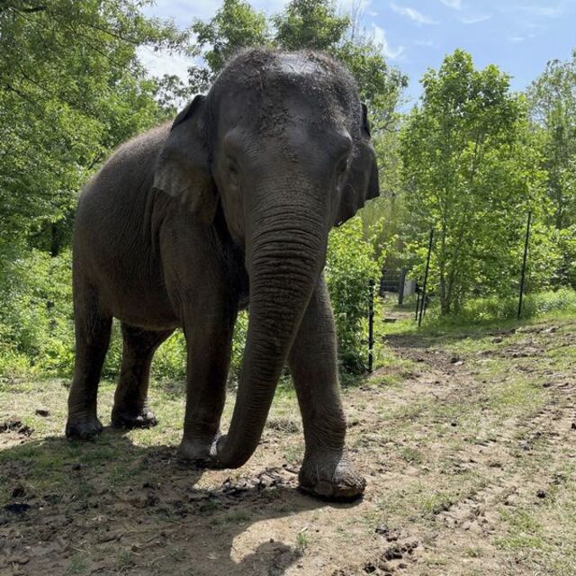 Fil, safarideki turistlere saldırdı: 1 ölü