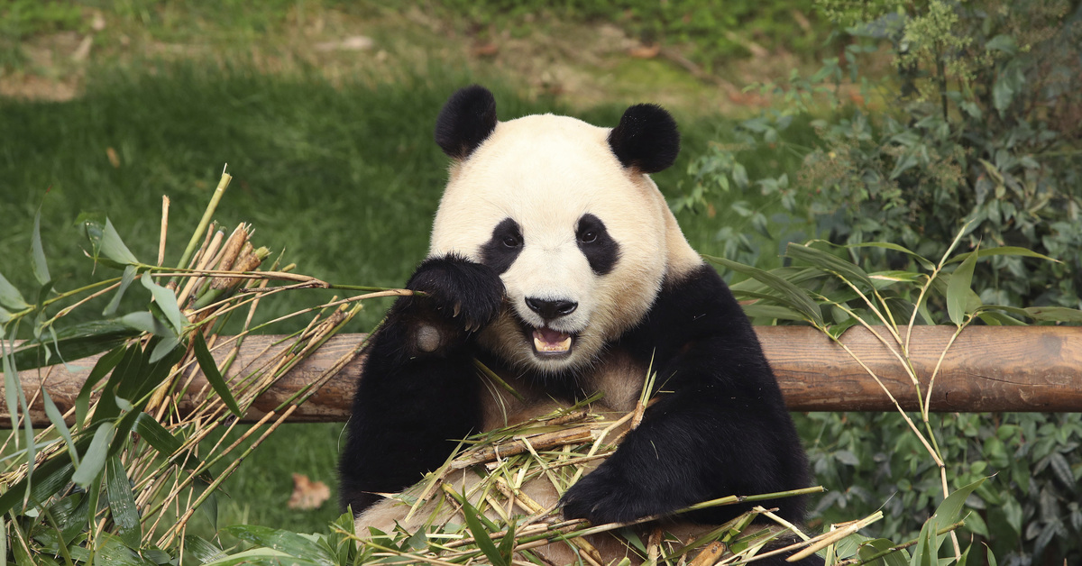 Güney Kore'deki dev panda Fu Bao, Çin'e gönderiliyor