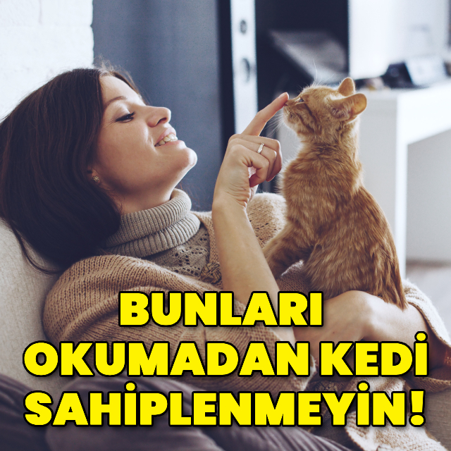 Bu yazıyı okumadan kedi sahiplenmeyin!