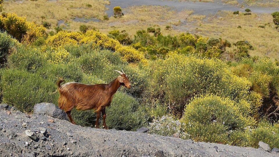 Vahşi keçilerden bunalan küçük ada evlat edindirme kampanyası başlattı