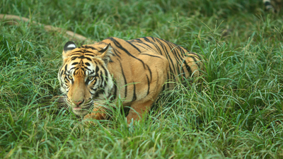 Nesli tükendiği düşünülüyordu...