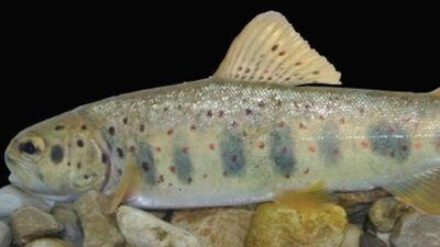 Yeni bir alabalık türü keşfedildi