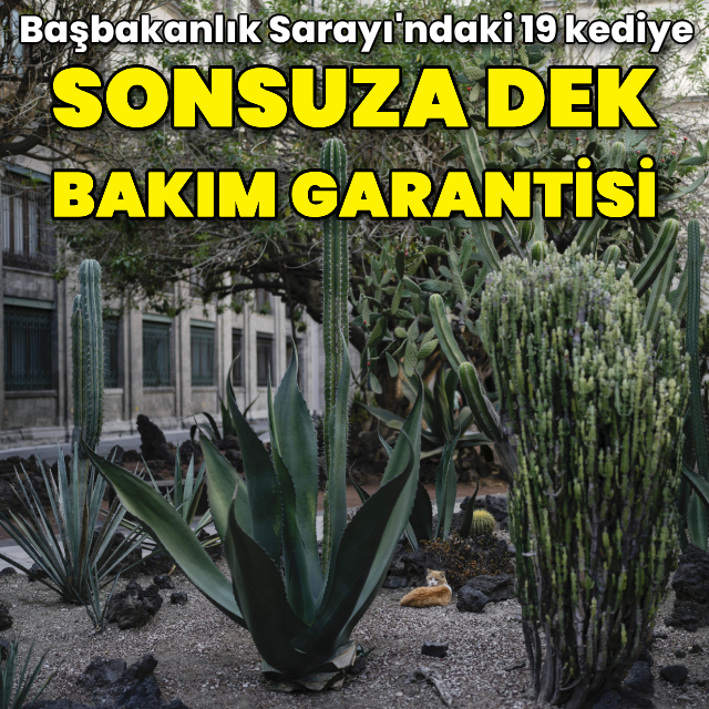 Başkanlık Sarayı'ndaki kedilere sonsuza dek yiyecek ve bakım