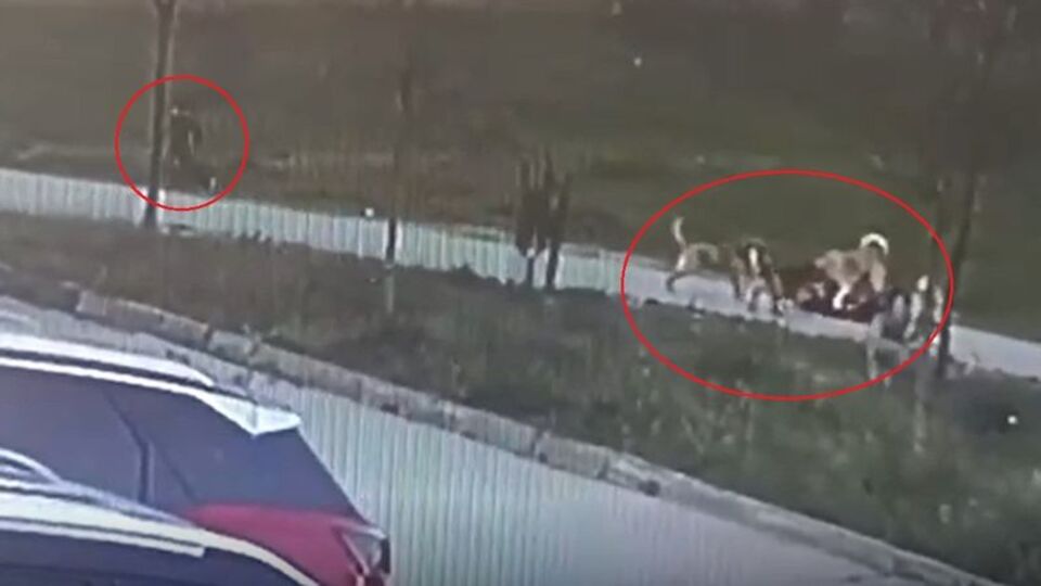 Oğlunu köpeklerden korumak isterken elleri ve kulağı parçalandı!